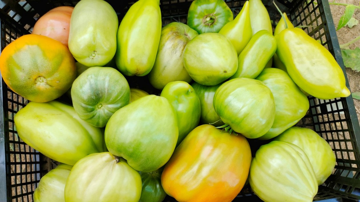 Томаты Автора