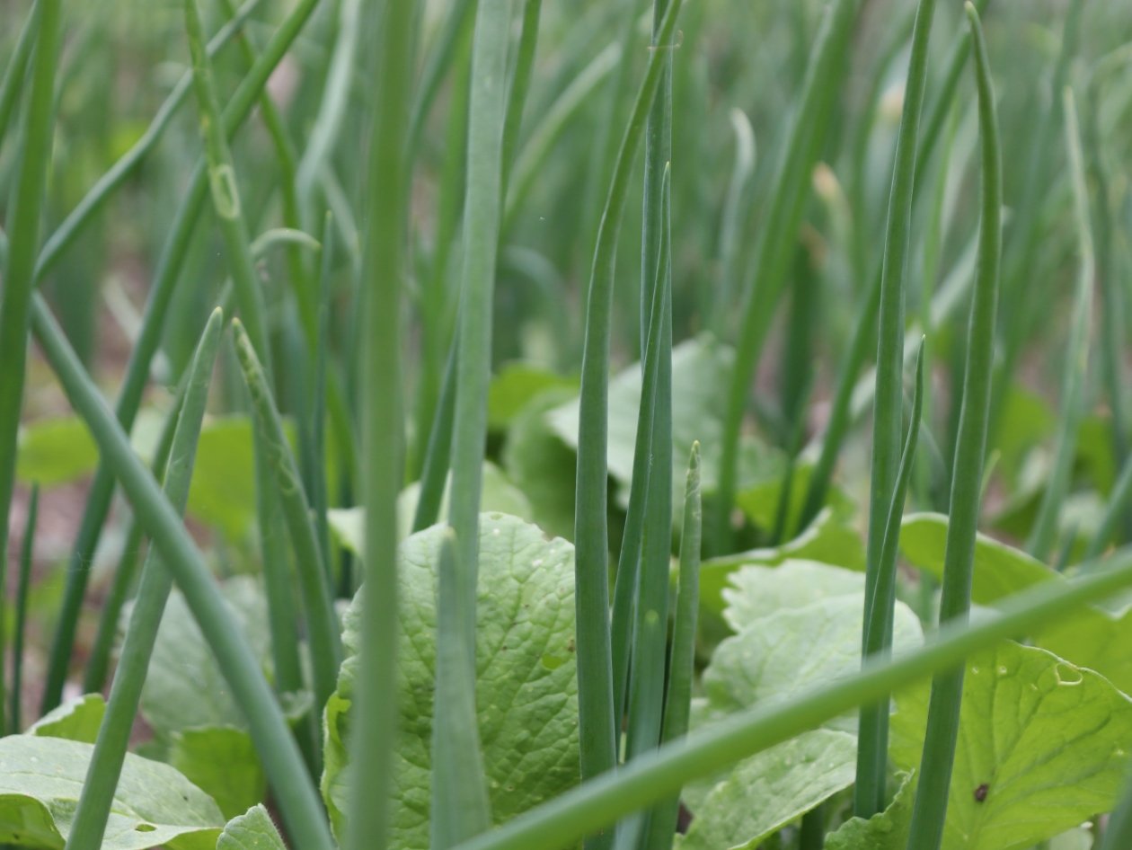 Беру лук-севок - и собираю витаминную зелень круглый год: быстрый урожай за 2 недели Анна Маринец, ИА UssurMedia.ru