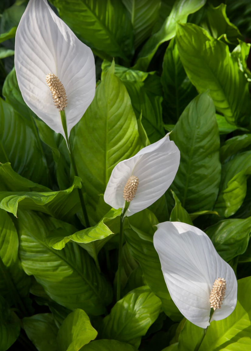 Тематическое фото pxhere.com