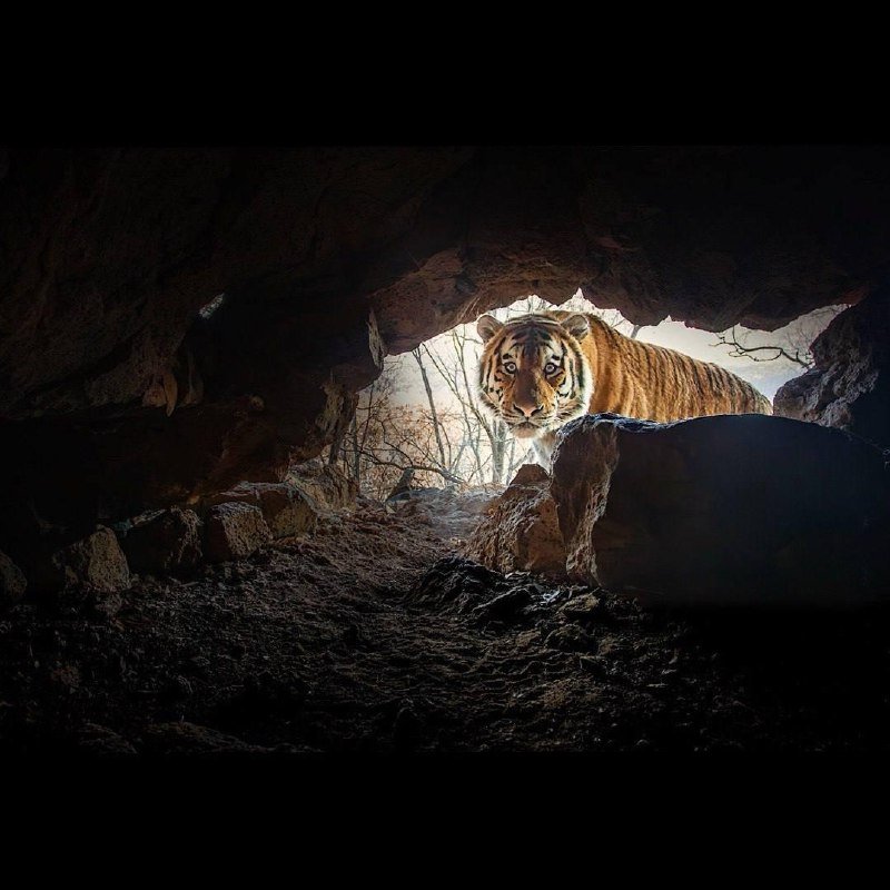 Обескураженного тигра заснял немецкий фотограф в заповеднике Приморья &quotАмурский тигр&quot