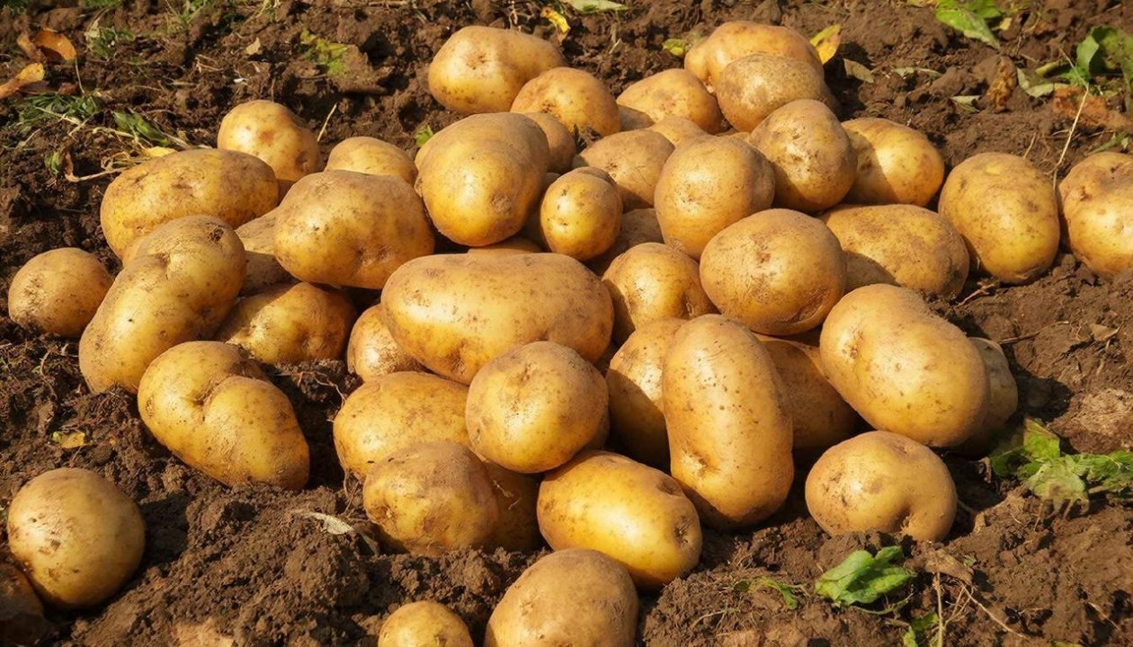 Изображение GigaChat (18+)