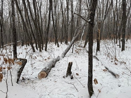 Тематическое фото УМВД России по Хабаровскому краю