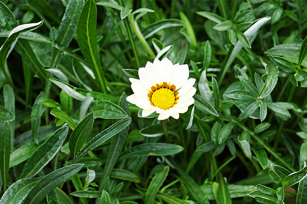 Радуга на моих клумбах: посадила газанию - и наслаждаюсь сияющим ковром до самых морозов Владислав Костин, ИА IrkutskMedia