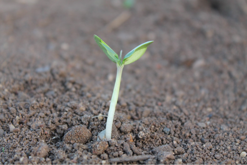 Тематическое фото pxhere.com