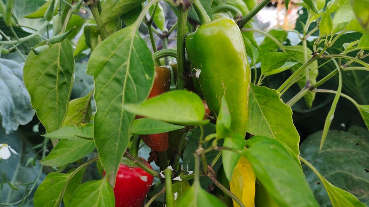 Не перец, а сказочный великан: выдает плоды по 300 гр как по расписанию даже в холода - фаршировать идеально Автора