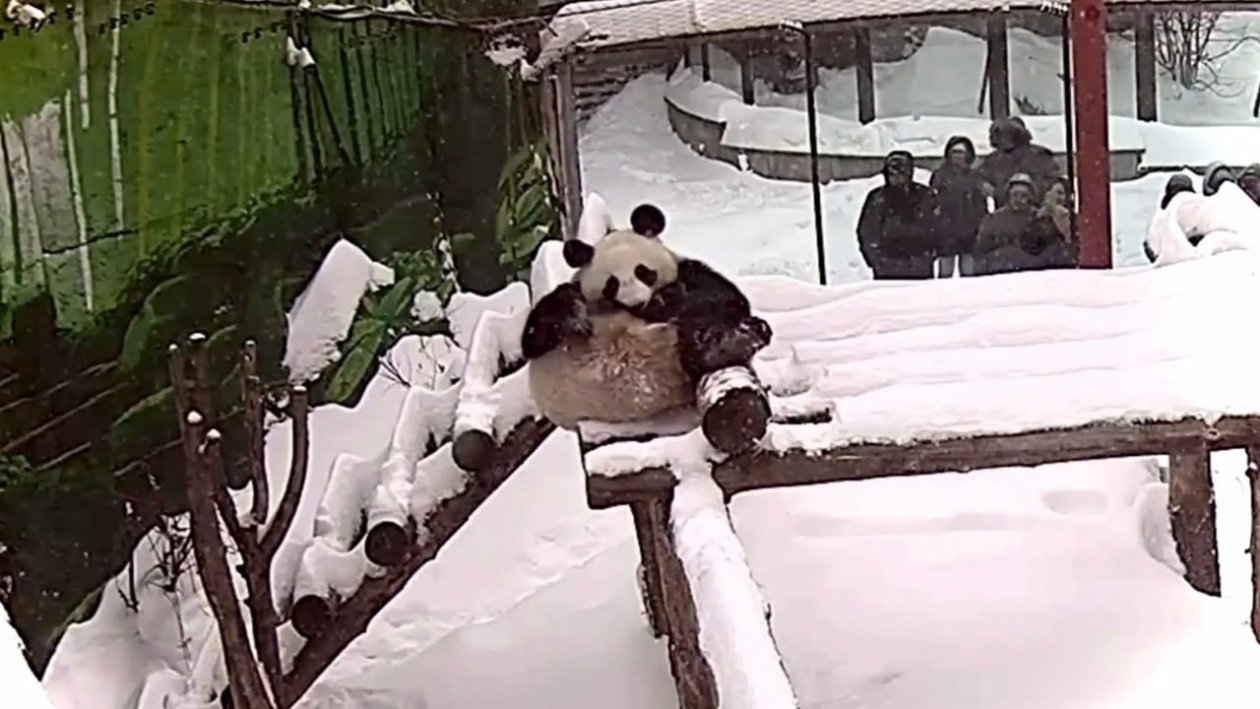 Панда Катюша в зимнем вольере Telegram / Московский зоопарк
