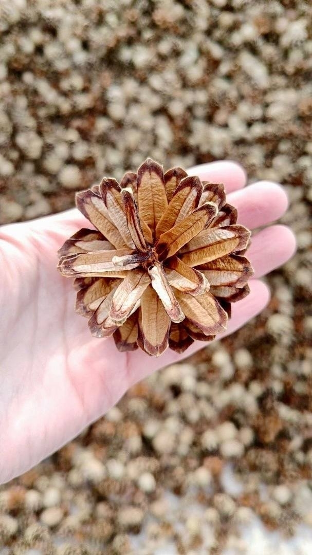 Шишки - лесосеменной материал. РАЛХ РБ