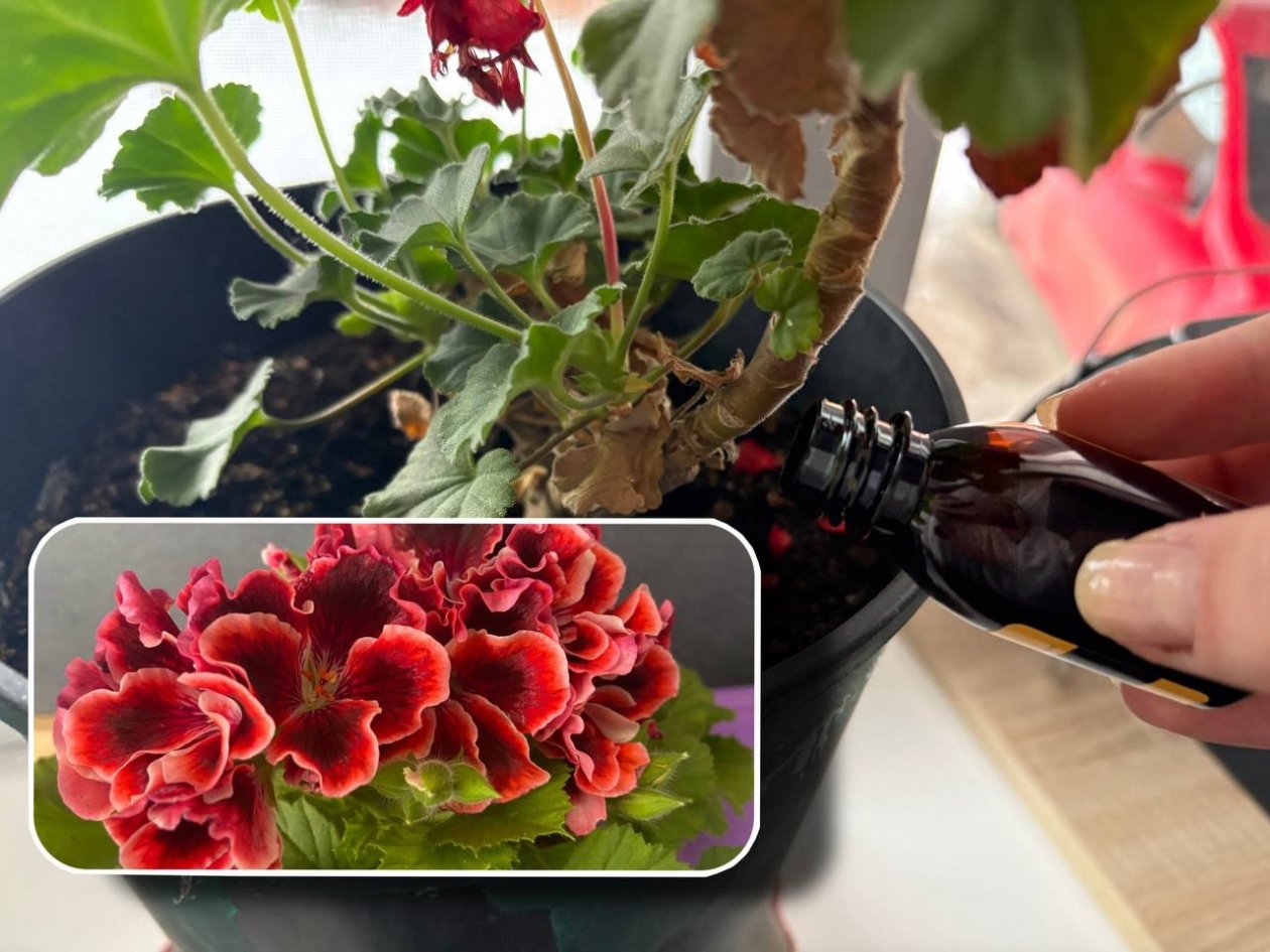 Не подкормка, а ракетное топливо для герани: всего 1 капля, и бутоны цветут даже зимой ИА KrasnodarMedia