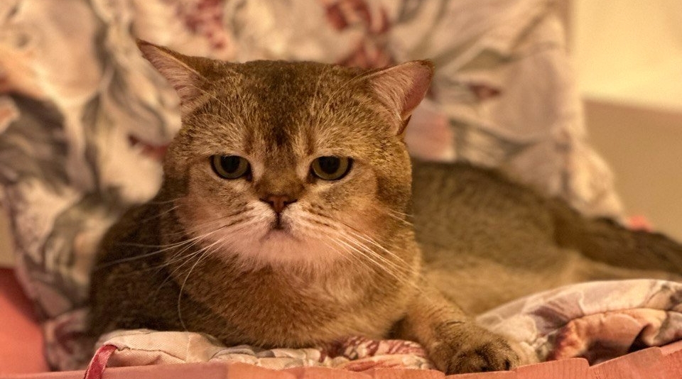 Только привыкли, а уже все: эти 3 модные породы кошек не живут больше 5 лет ИА Stavropol.Media