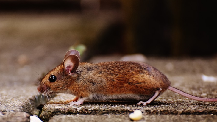 Тематическое фото pxhere.com