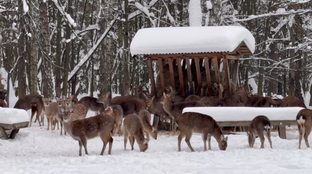 Десятки голодных оленей вышли из леса в Москве Telegram / Нацпарк &quotЛосиный остров&quot