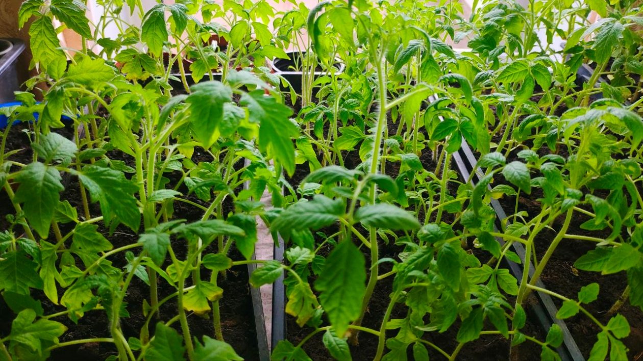 Рассада Автора