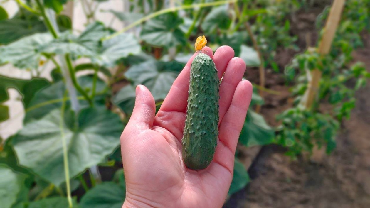 Огурцы Автора