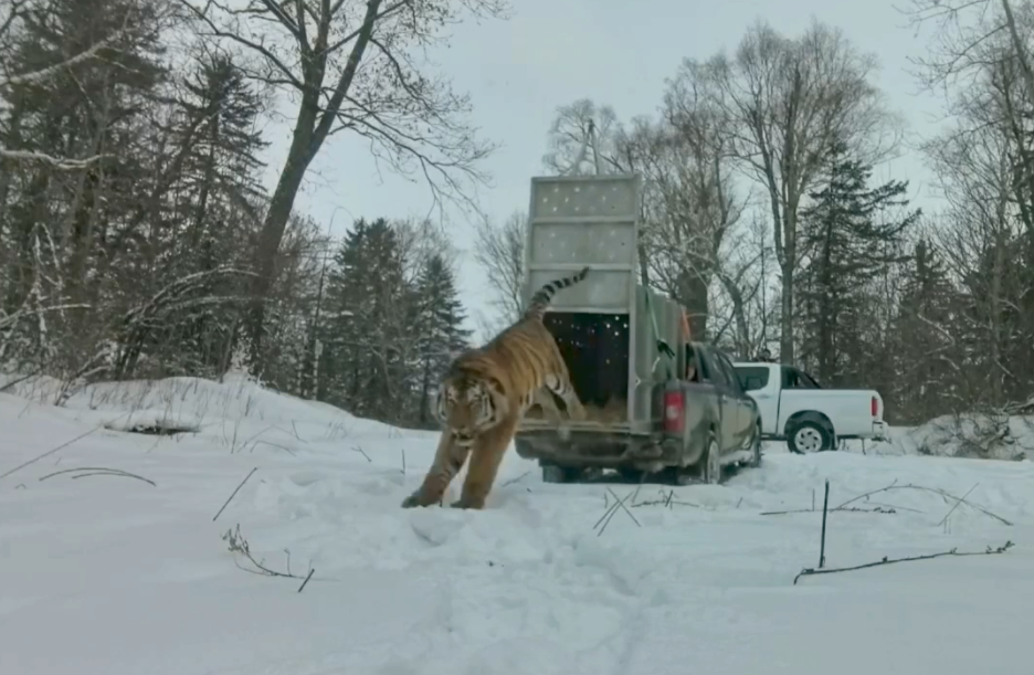 Скриншот видеозаписи. Конфликтного тигра выпустили Министерство лесного хозяйства, охраны окружающей среды, животного мира и природных ресурсов Приморского края