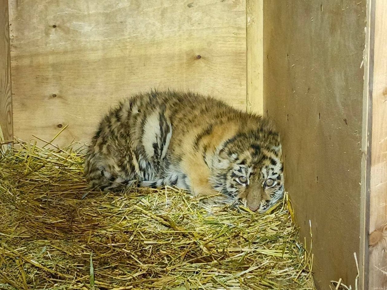 Охотоведы объяснили ситуацию с отловленными в Хабаровском крае тигрятами Центр &quotАмурский тигр&quot