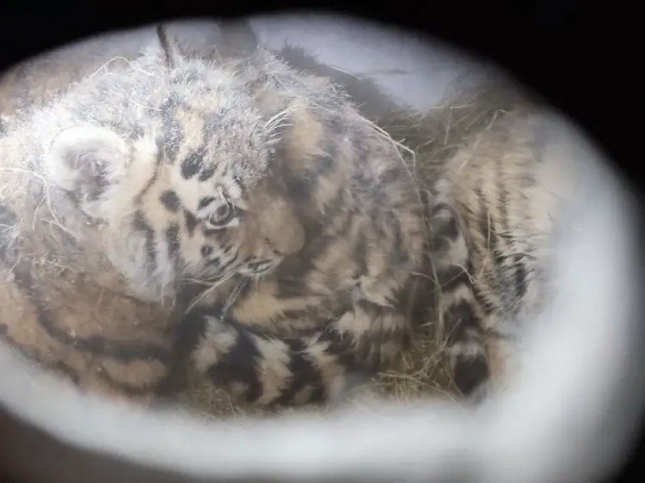 Управление охотничьего хозяйства правительства Хабаровского края