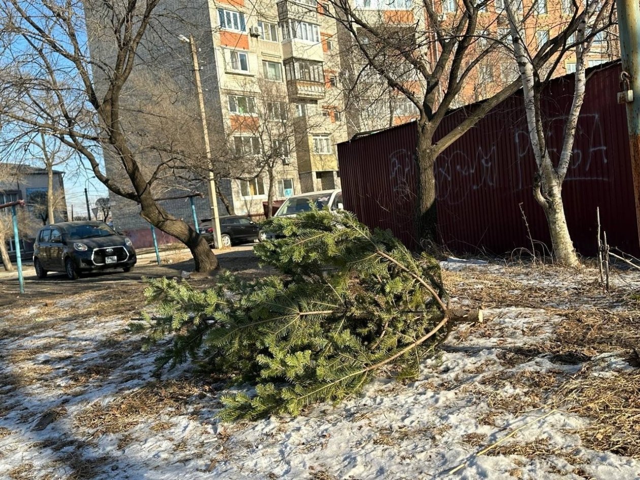Вот так не надо утизилизировать елку Александр Шепырев, ИА UssurMedia