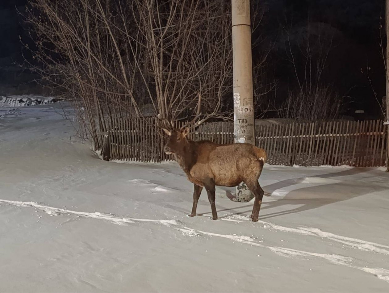 . пресс-служба мэрии Красноярска