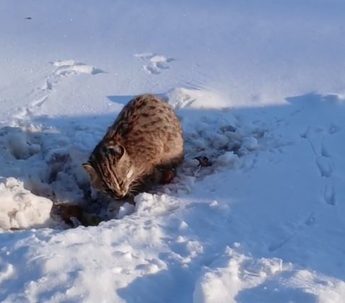 Амурский лесной кот - редкий вид, занесенный в Красную книгу России скриншот видео - управление по охране животного мира Амурской области