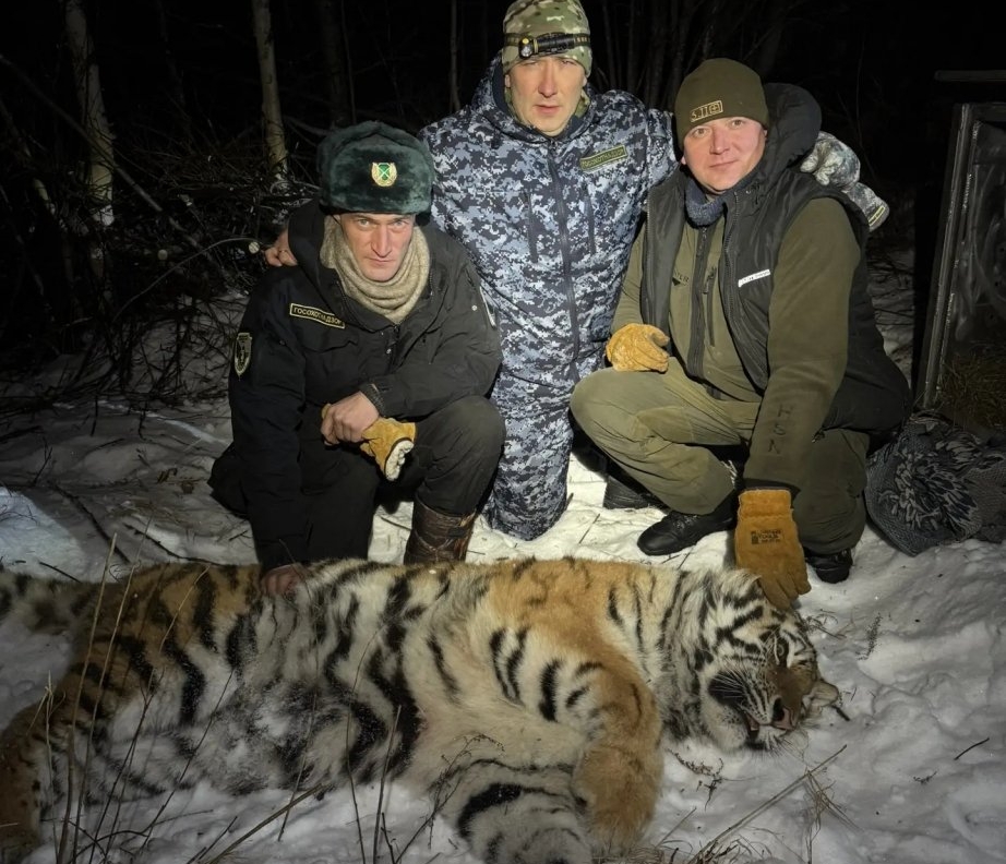 Конфликтную тигрицу отловили в Хабаровском крае Управление охотничьего хозяйства правительства Хабаровского края