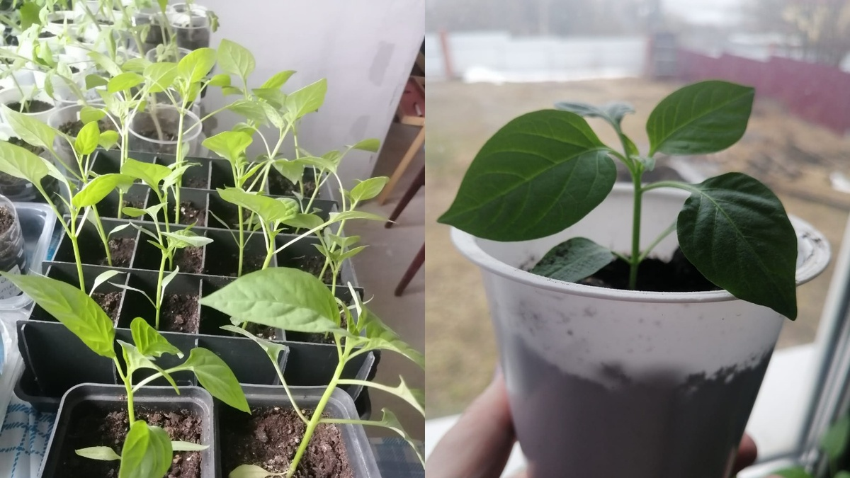 Тематическое фото Дзен-канал &quotВолжский сад&quot