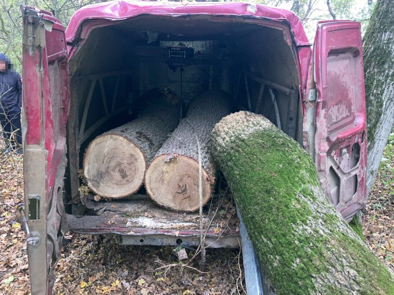 Незаконную вырубка леса на 2,5 млн рублей пресекли на Ставрополье Полиция Ставрополья