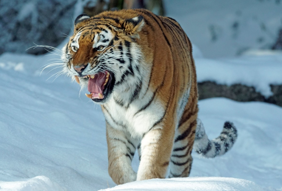 тематическое фото pxhere.com/ru