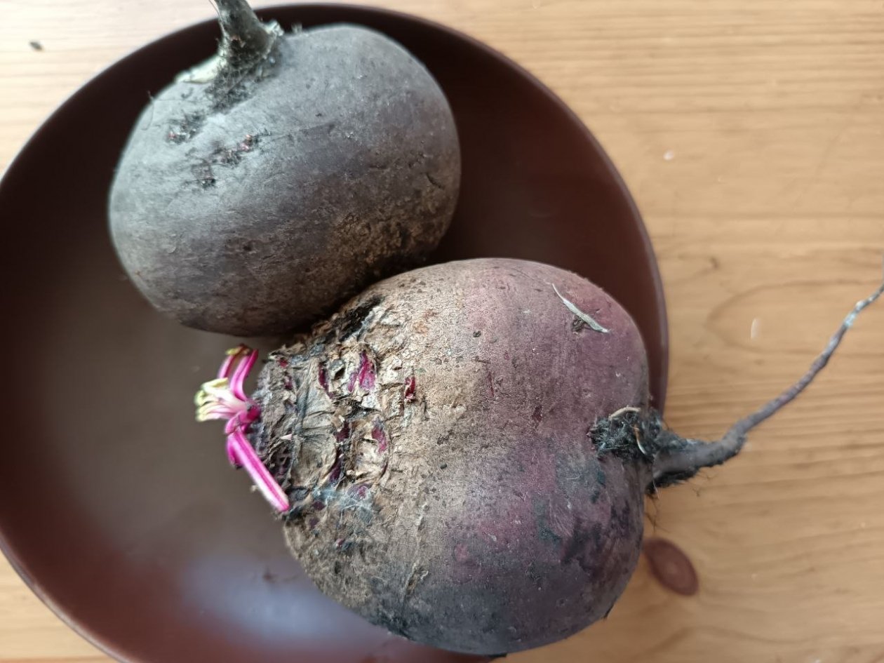 Щедрые дачники советуют эти сорта свеклы всем: сочные, сладкие корнеплоды без светлых колец ИА StavropolMedia