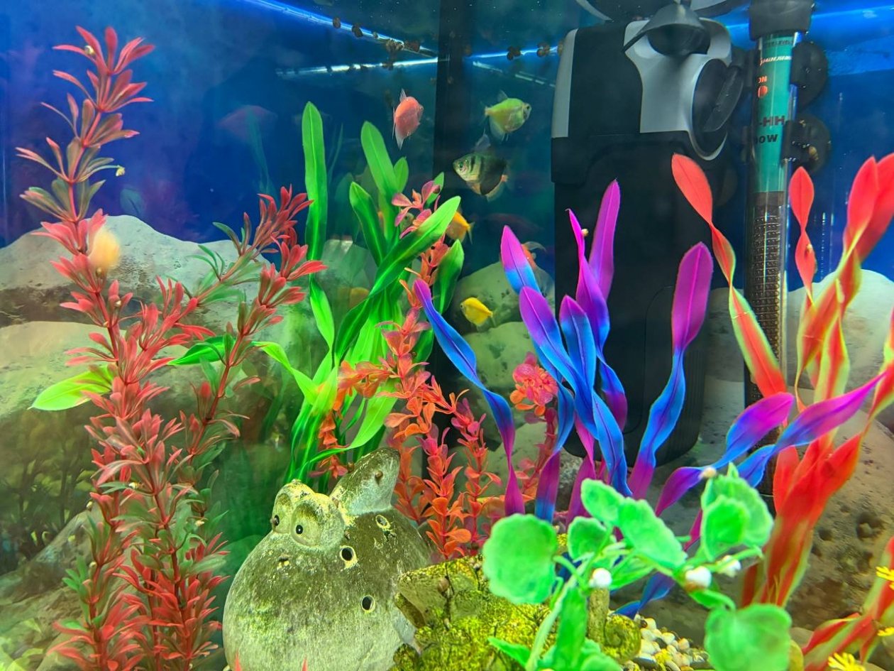 Сколько на самом деле живут рыбки в аквариуме - должен знать каждый: таблица по видам ИА Stavropol.Media