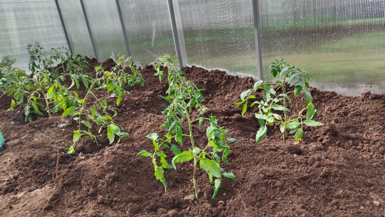 Томаты Автора