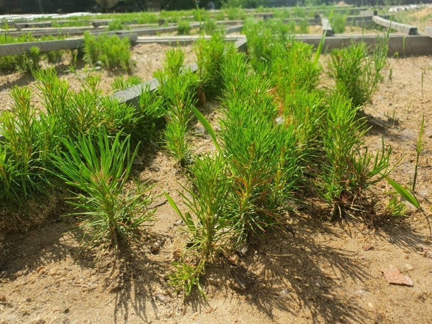 Сосны с официального портала региона