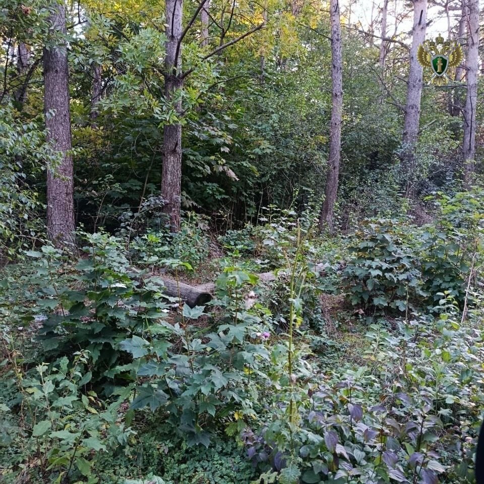 Прокуратура через суд заставила предприятие спасти лесной участок на Ставрополье пресс-служба прокуратуры Ставрополья