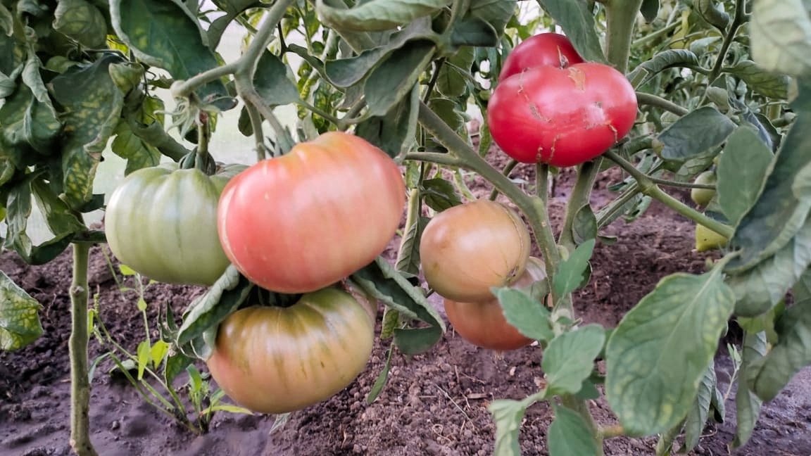 Томаты Автора