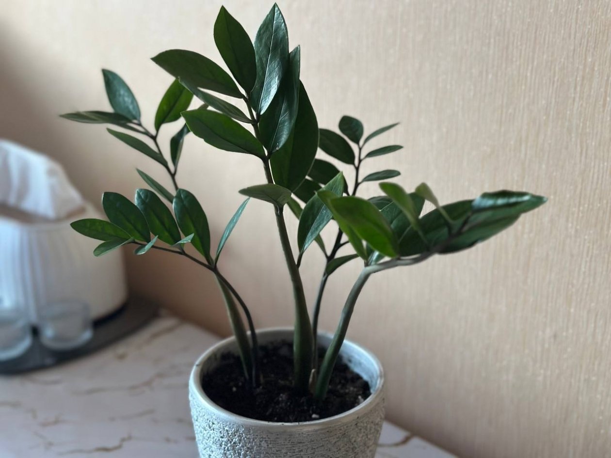 Даже трухлявая палка покроется листвой: как нужно поливать замиокулькас в январе ИА KrasnodarMedia