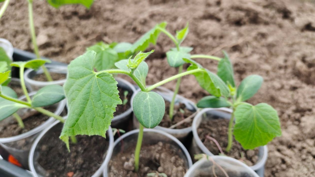 Огурцы Автора