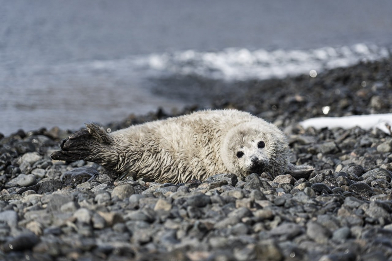 Первые в 2026 году детеныши ларги появились в Морском заповеднике в Приморье Даниил Гончаров