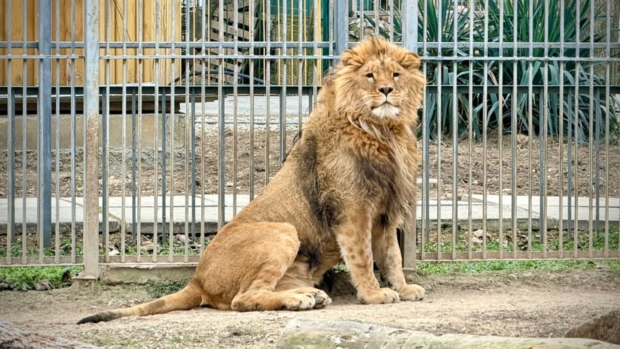 Лев освоился в новом доме МБУК &quotПарки столицы&quot