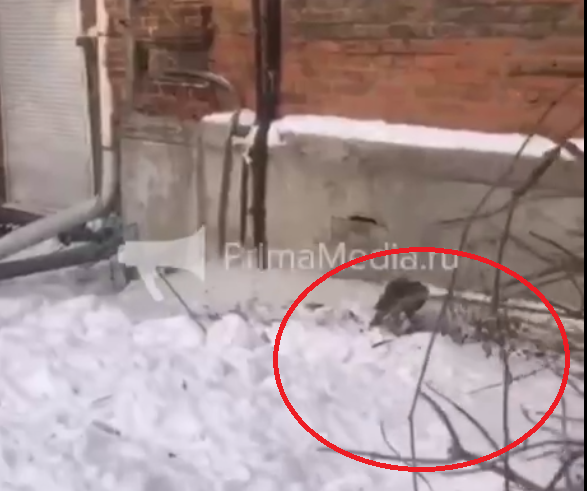 Скриншот ИА PrimaMedia