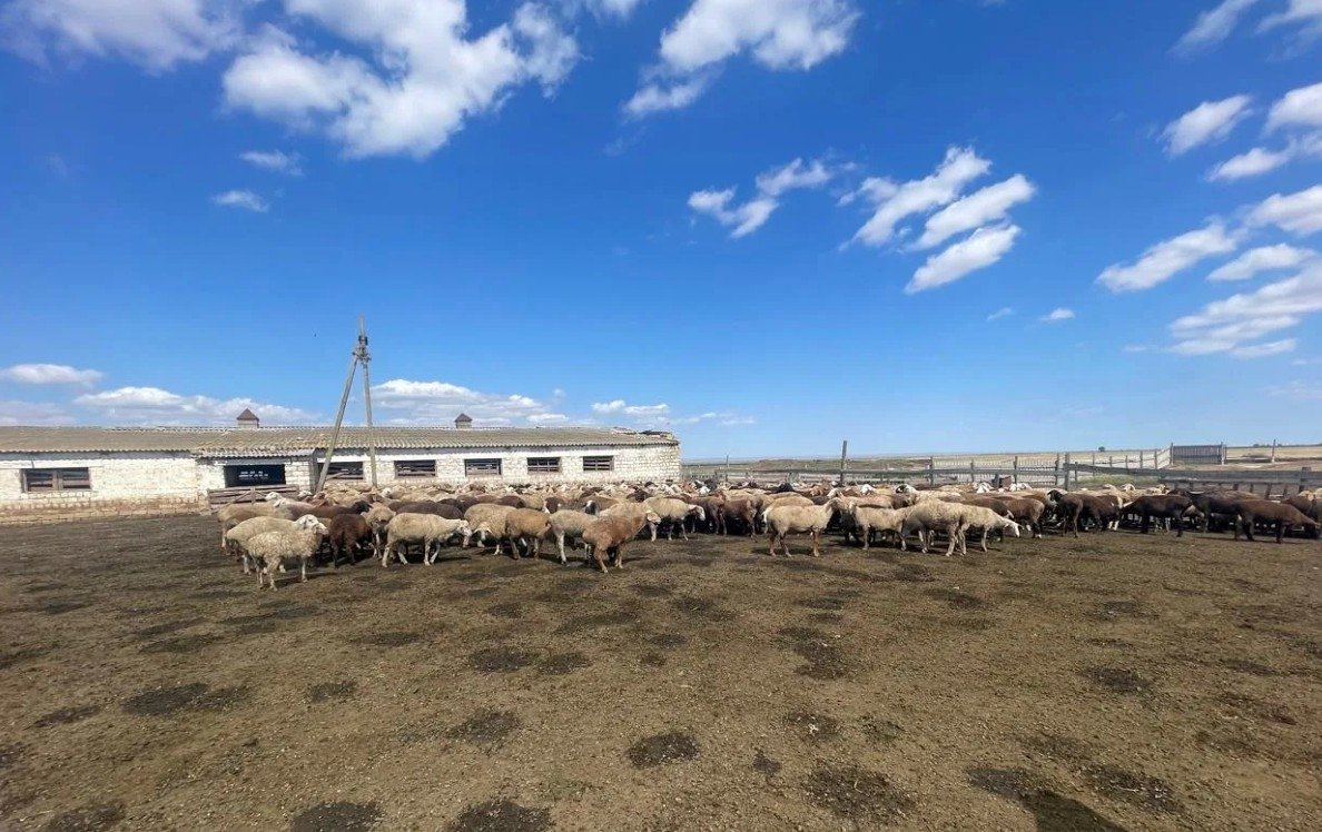 Фермера будут судить за мошенничество с субсидией на Ставрополье УФСБ по Ставрополью