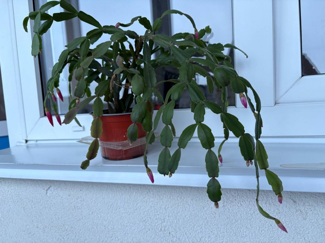 Когда декабрист не радует: исправляем 3 условия - цветов будет как звезд на небе ИА KrasnodarMedia