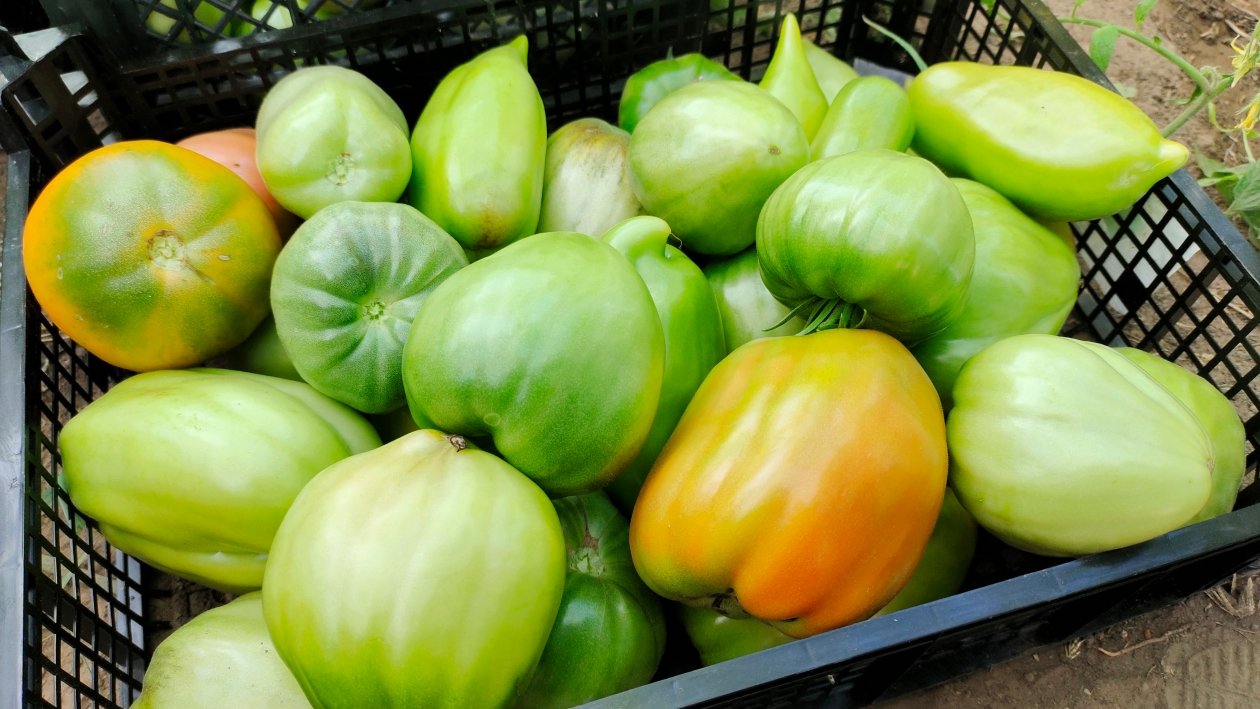 Томаты Автора