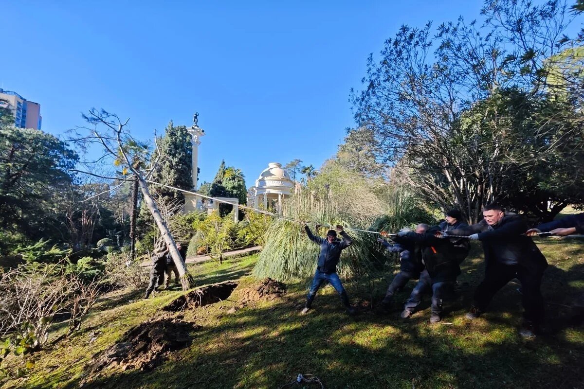 Ветер и снегопад уничтожили в дендрарии Сочи полсотни редких деревьев Пресс-служба Сочинского национального парка