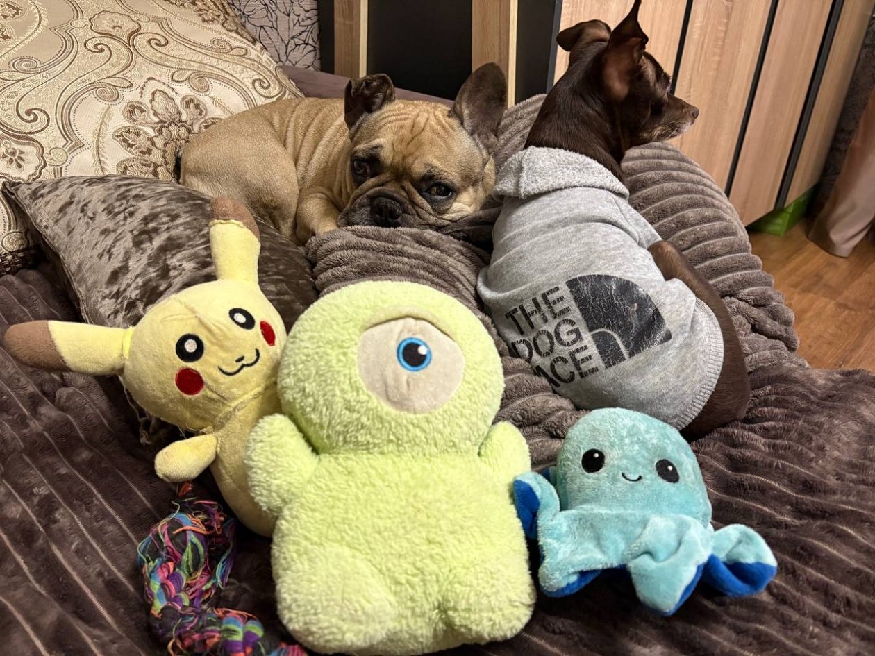 В душе дети: какие игрушки нужны собакам как воздух - перечислил кинолог ИА Stavropol.Media