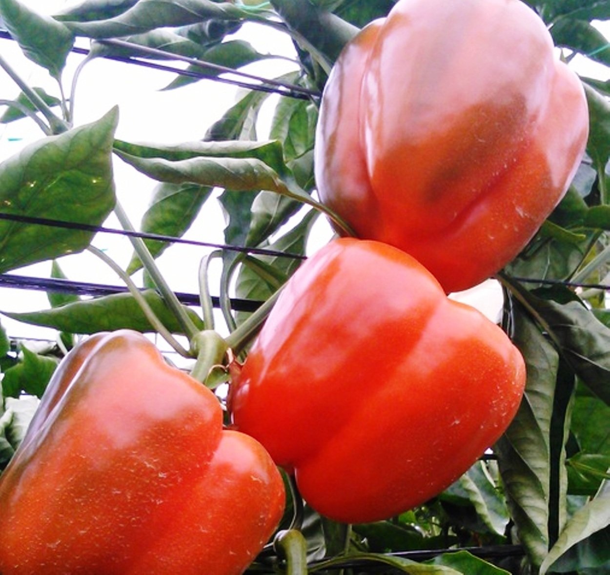 pxhere.com   pxhere.com