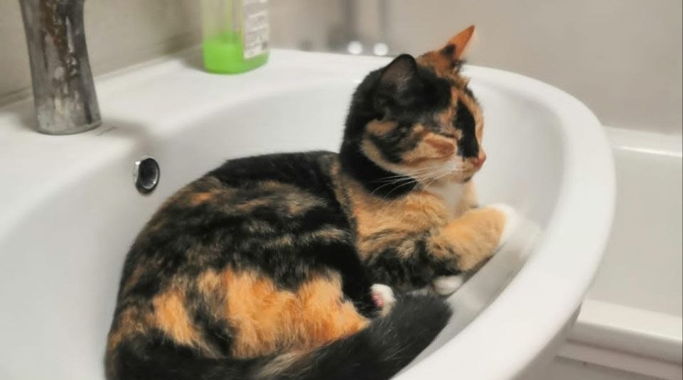 Шерсти не будет даже за шкафом: эти 4 кошки вообще не линяют - не питомец, а мечта чистюли ИА Stavropol.Media