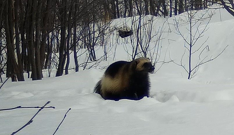 Осторожно! Вас снимает скрытая камера. Росомаха в Кроноцком заповедники. Редкие кадры Кроноцкий заповедник