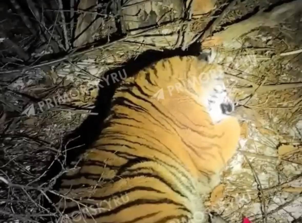 Отловленный тигр скриншот видео из Tg-канала (18+) правительства Приморья
