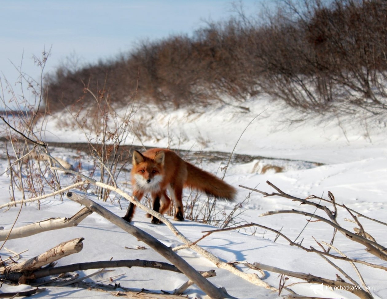 Тематическое фото Подписчик ТГ-канала ИА KamchatkaMedia