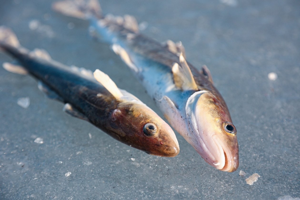 Илья Аверьянов, ИА PrimaMedia.ru