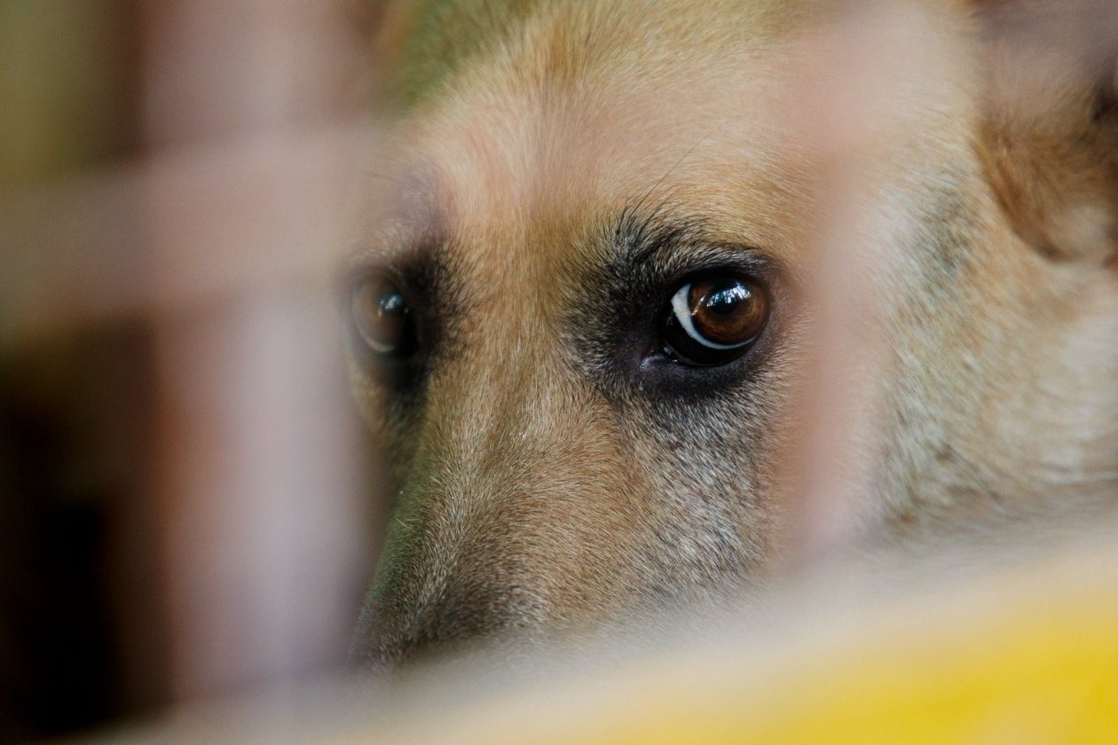 Бездомная собака ИА PrimaMedia